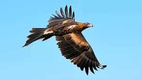 Tasmanian_Wedge_tailed_Eagle.webp