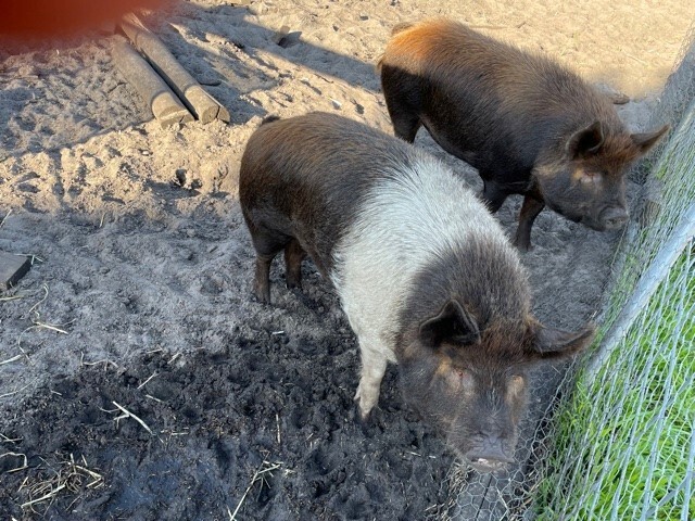 pigs (2)
