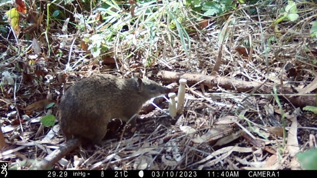 check out the bandicoot