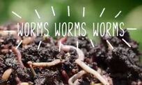 worms.JPG