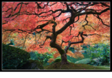 japanese_maple.png