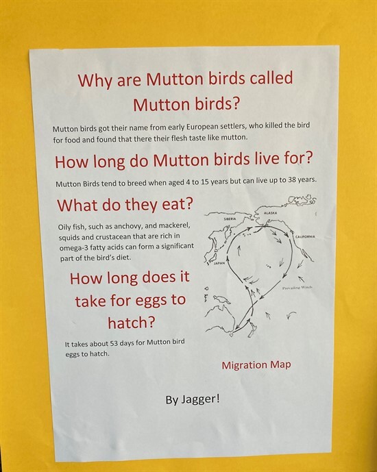 mutton bird