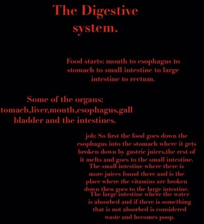 Digestive System work 2