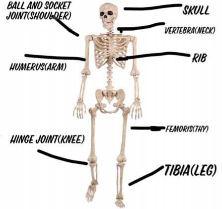 Human Body System 5