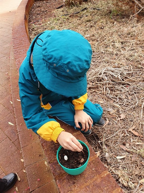 Levi planting