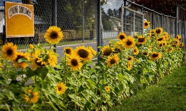 Sunflowers_2019_Leavers_2_.jpg