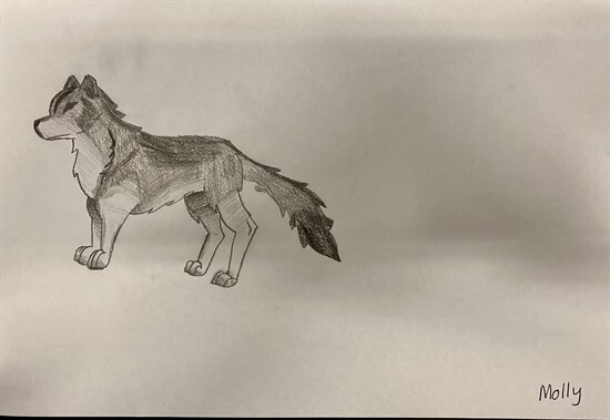Wolf Sketches by 56GZ (9)