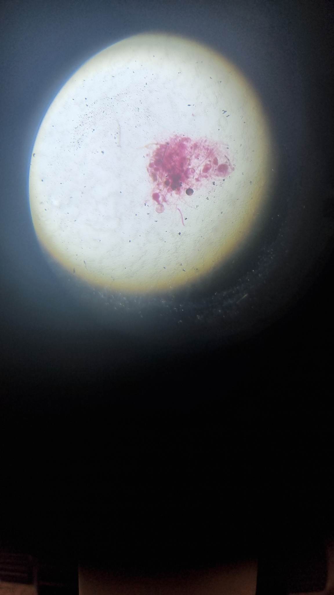 image microscope