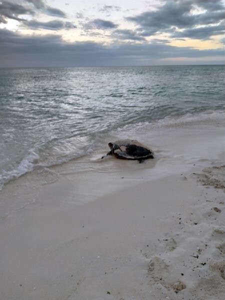 Day 4g Mother Turtle heading back to Sea