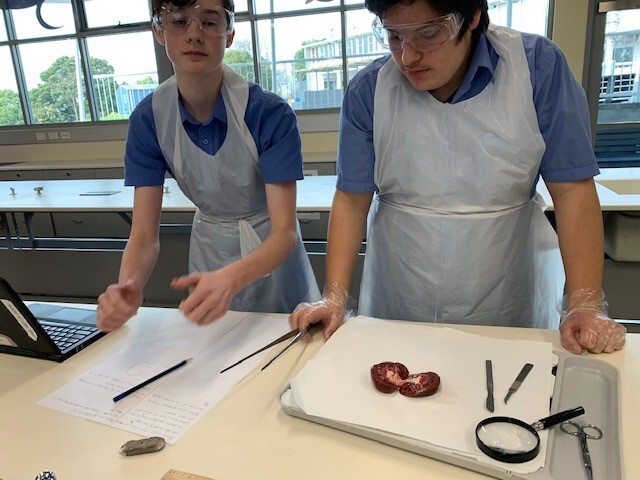 Dissection 3