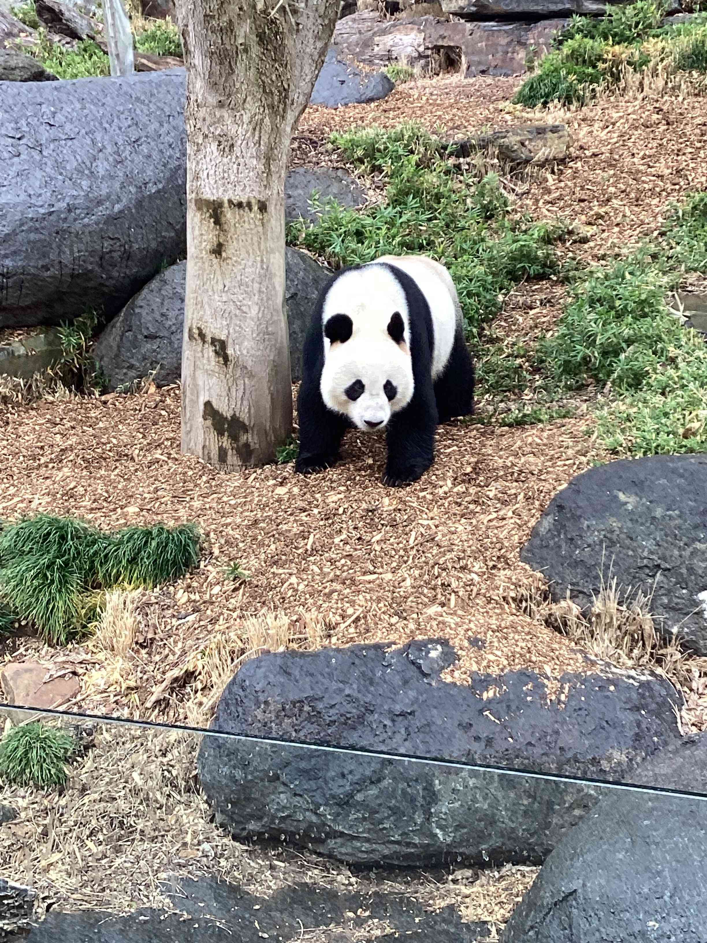 Panda outside