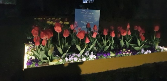 Tulips_at_night2.jpg