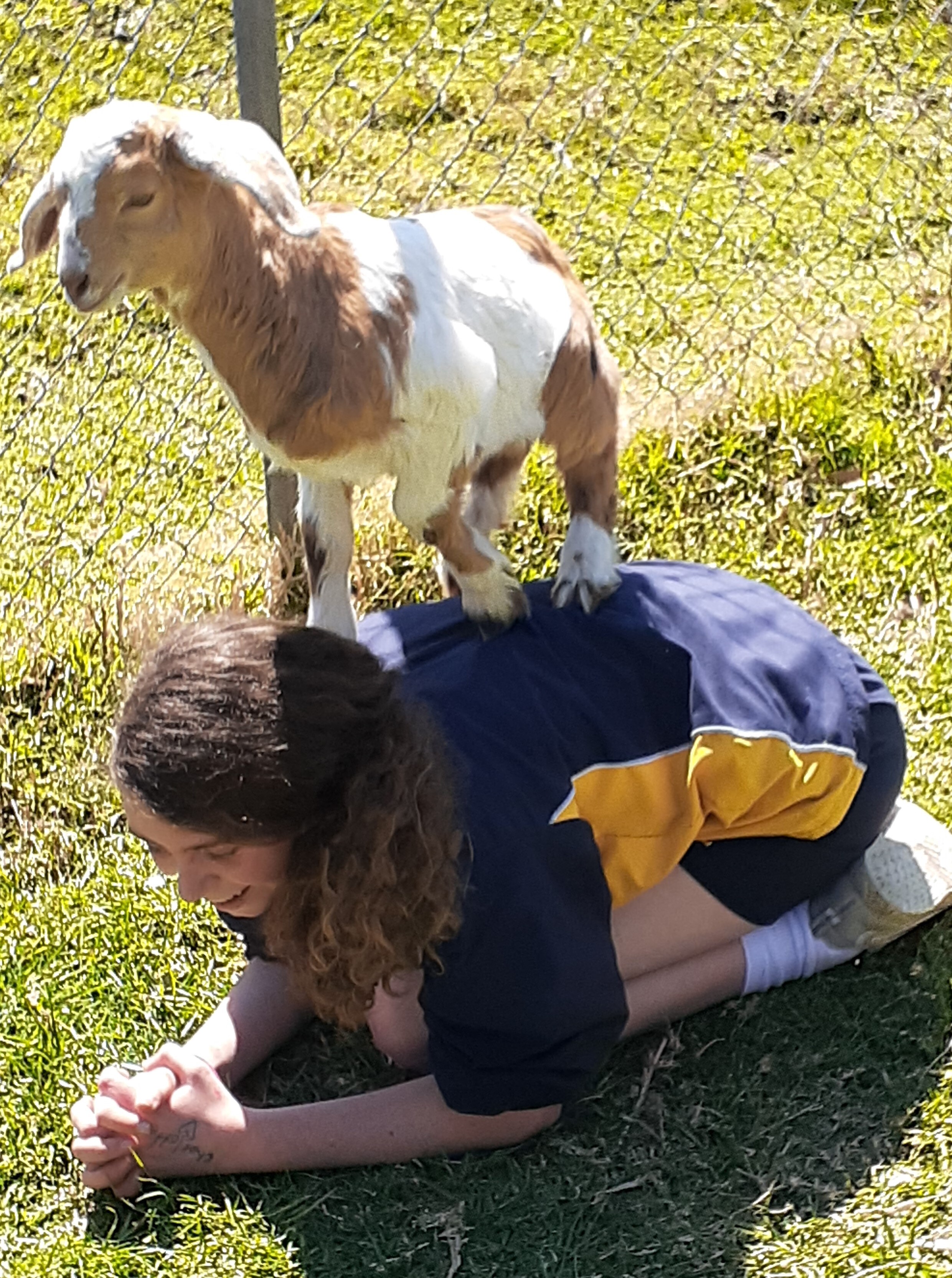 Goat on Students Back 110919