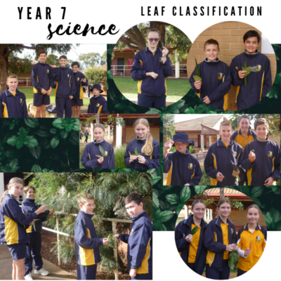 Year_7_Science_Leaf_Classification.png