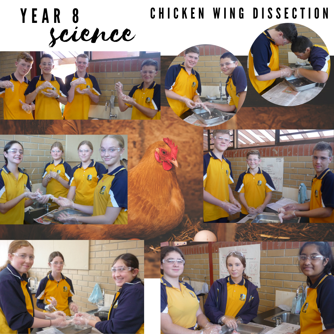 Year 8 Science Chicken Wing Dissection b
