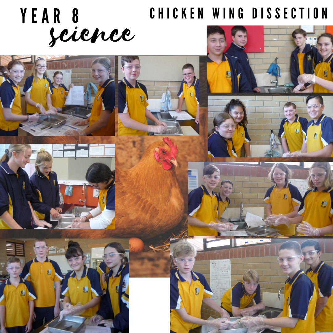 Year 8 Science Chicken Wing Dissection c