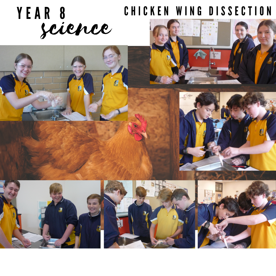 Year 8 Science Chicken Wing Dissection d