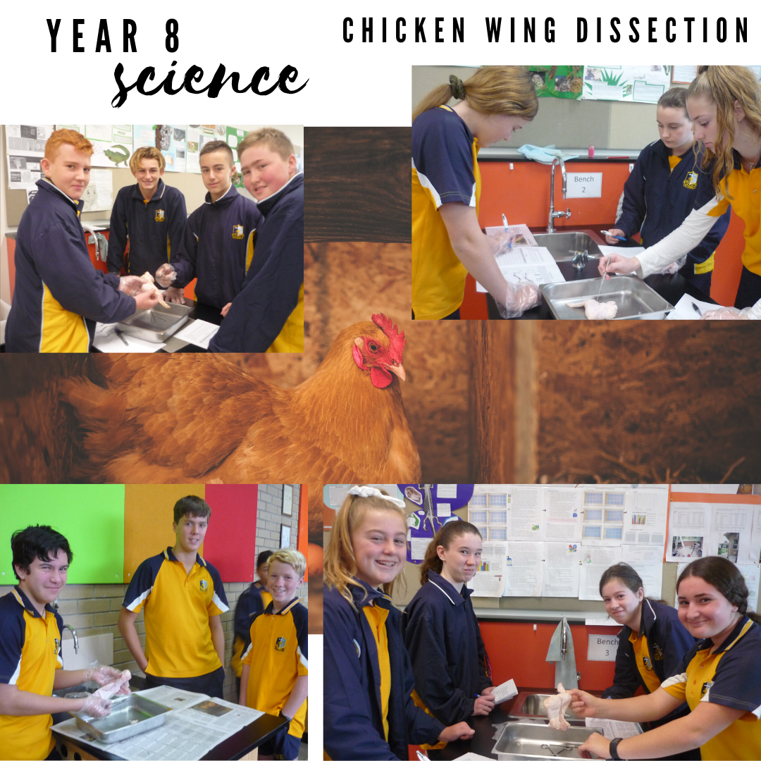 Year 8 Science Chicken Wing Dissection e