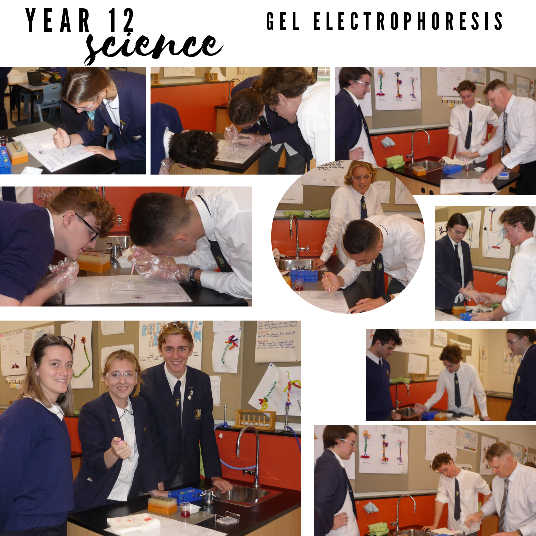 Year 12 Science Gel Electrophoresis b