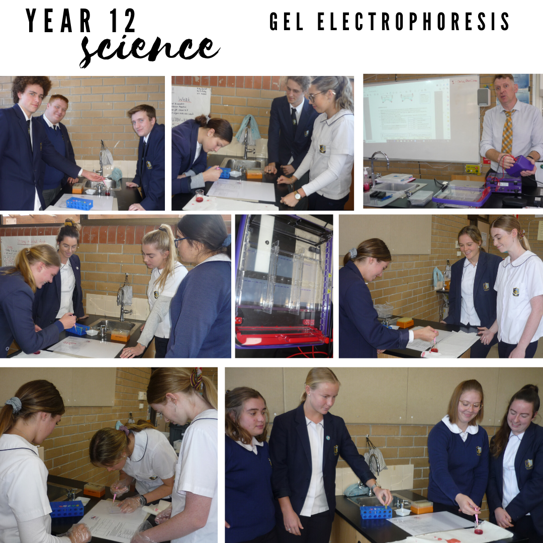 Year 12 Science Gel Electrophoresis
