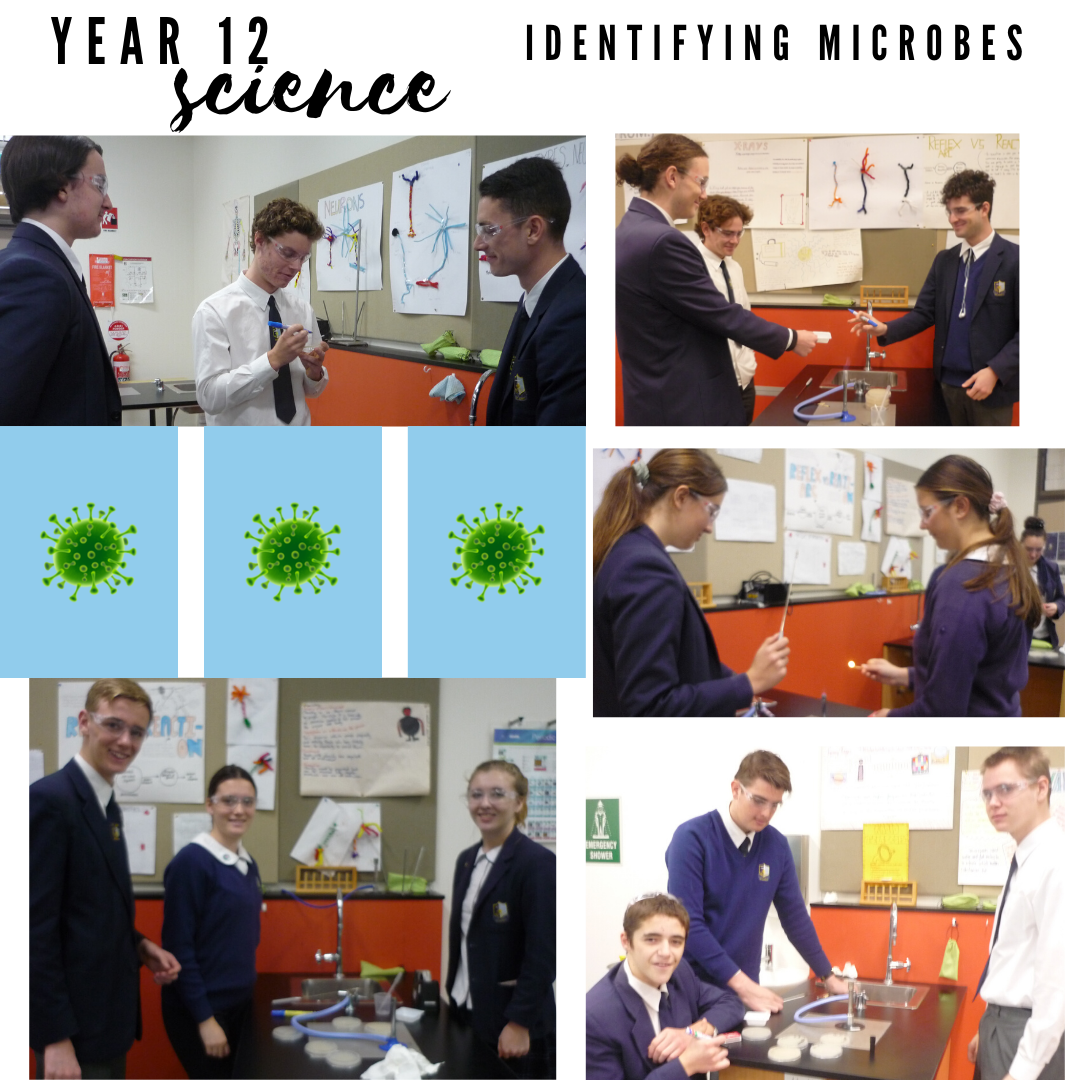 Year 12 Science Identifying Microbes
