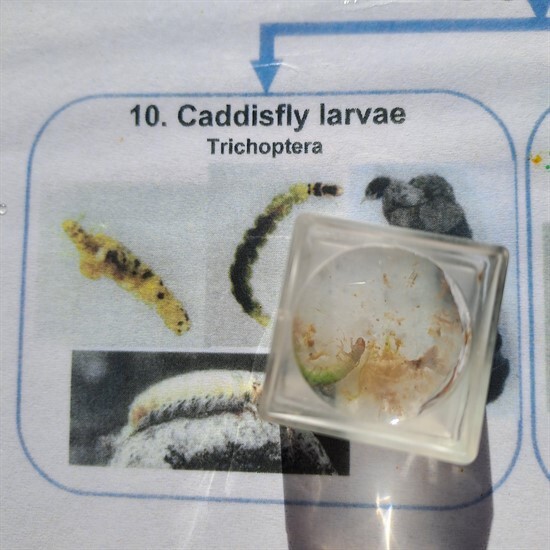 Photo of Caddisfly larvae