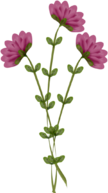 flower.png