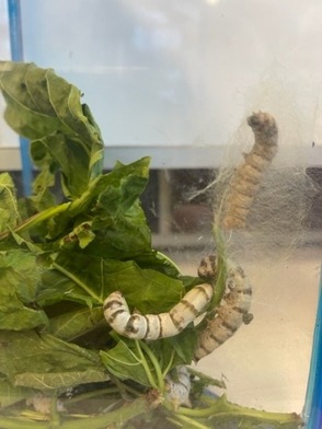 Silkworms.jpg
