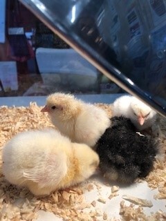 2023 chicks 2