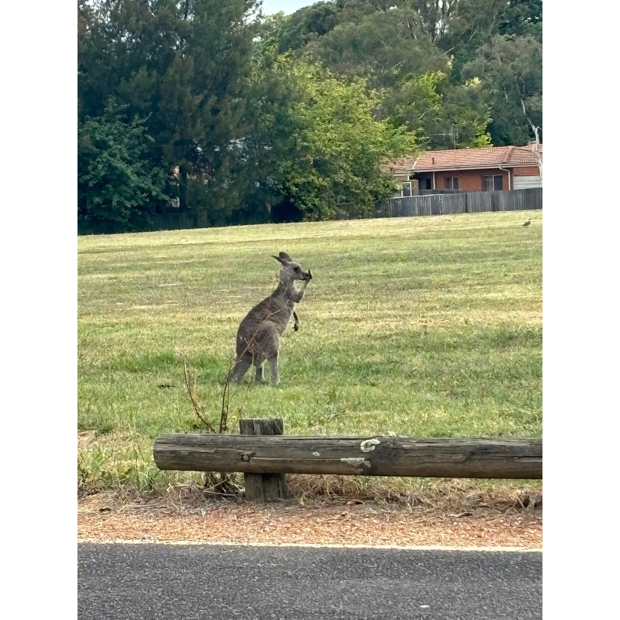 Kangaroo 3