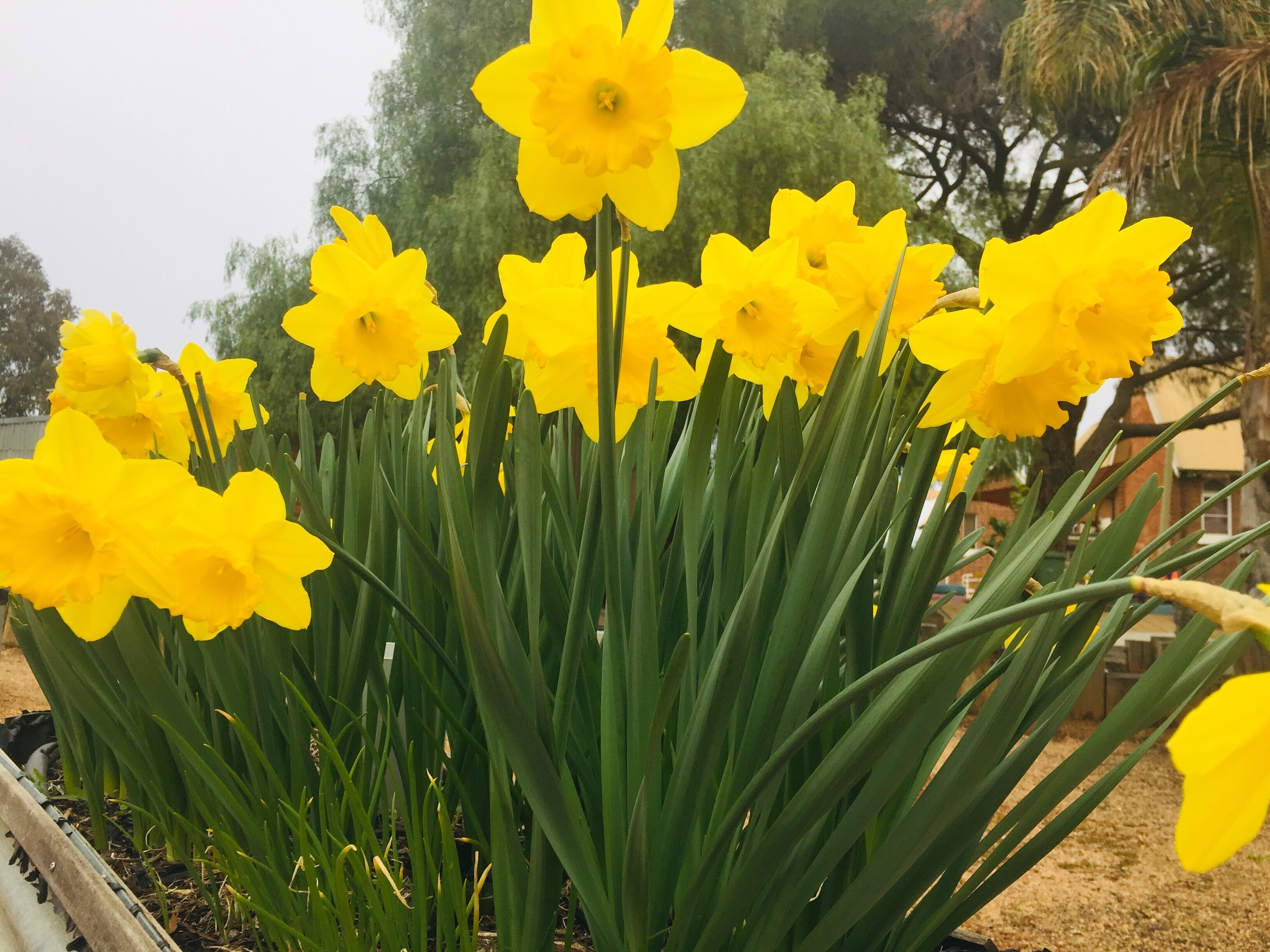 Garden - Daffodils