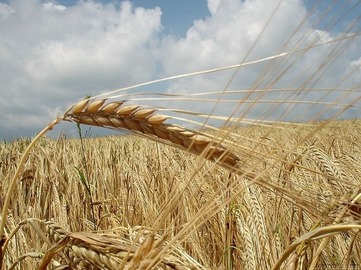 Grains_of_Wheat.jpg