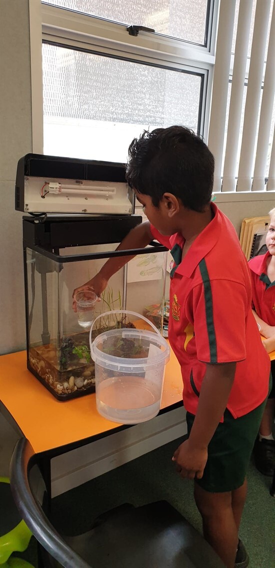 Caring for our tadpoles