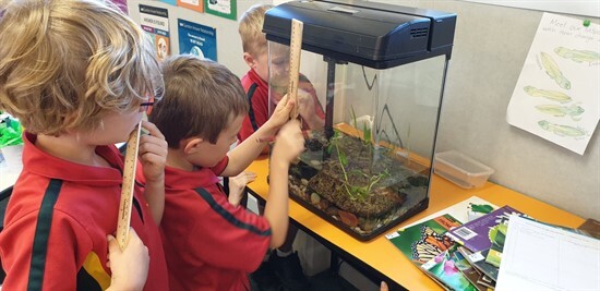 Observing changes to our tadpoles