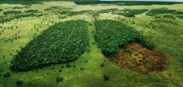 Deforestation.jpg