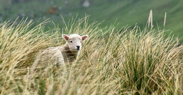 14521_lost_little_sheep_in_tall_grass_parable_of_th.jpeg