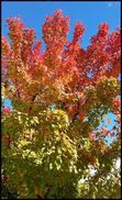 Canberra_Autumn_Leaves