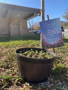 Bulbs_donated_by_Floriade_planted_by_Maggie_Grove_3_June_2020_1_.JPG
