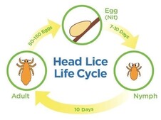 lice_life_cycle.jpg