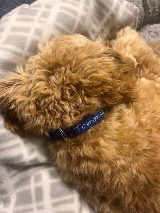 Tommy new collar