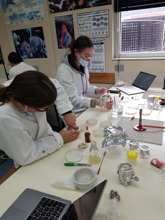 Year 12 biology students testing plant extracts