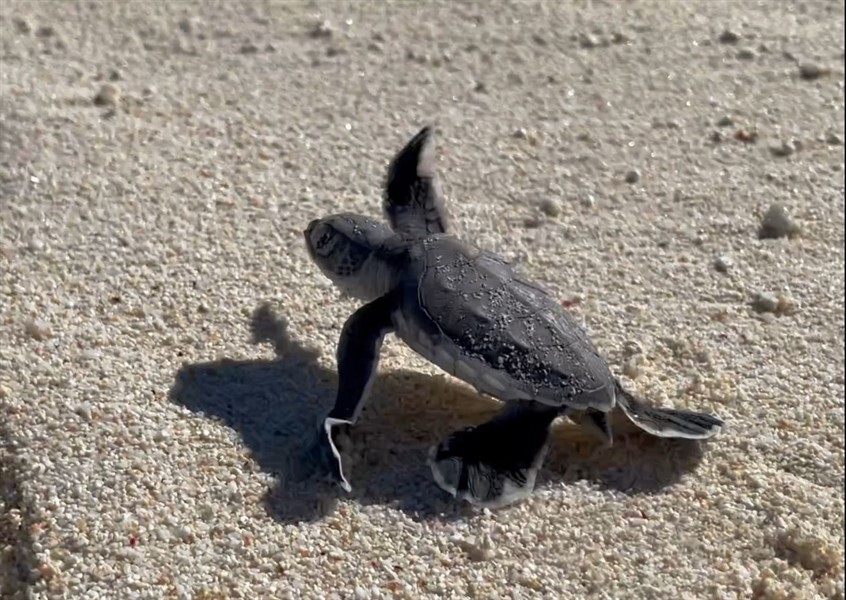 Baby turtle moving quickly