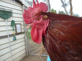 Rooster_Photo.JPG